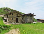 Al Rifugio Capanna 2000 da Alpe Arera ad anello-1GIUGNO25: splendide fioriture !- FOTOGALLERY